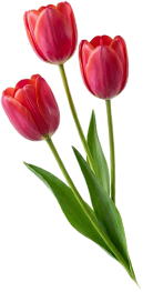 МСП МедСтандартПроф